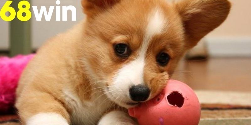 Hình ảnh một chú chó thân thiện phản ánh sự tin tưởng